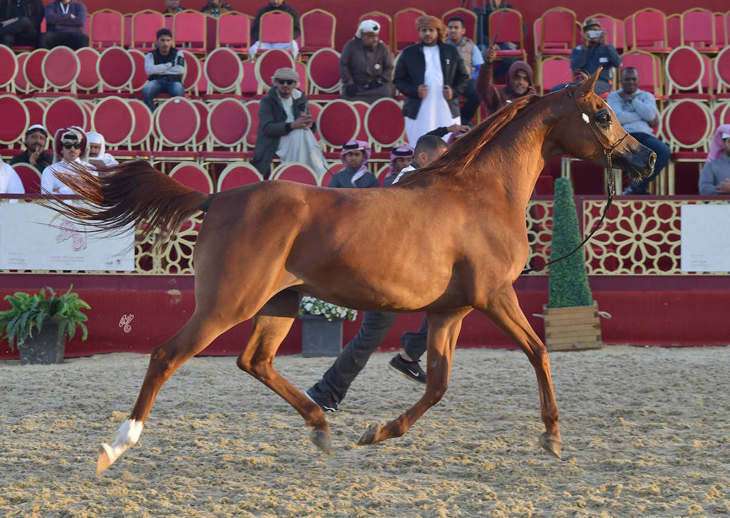 Miss Ali SWF: Mares 7-11 Years Old