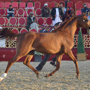 Miss Ali SWF: Mares 7-11 Years Old