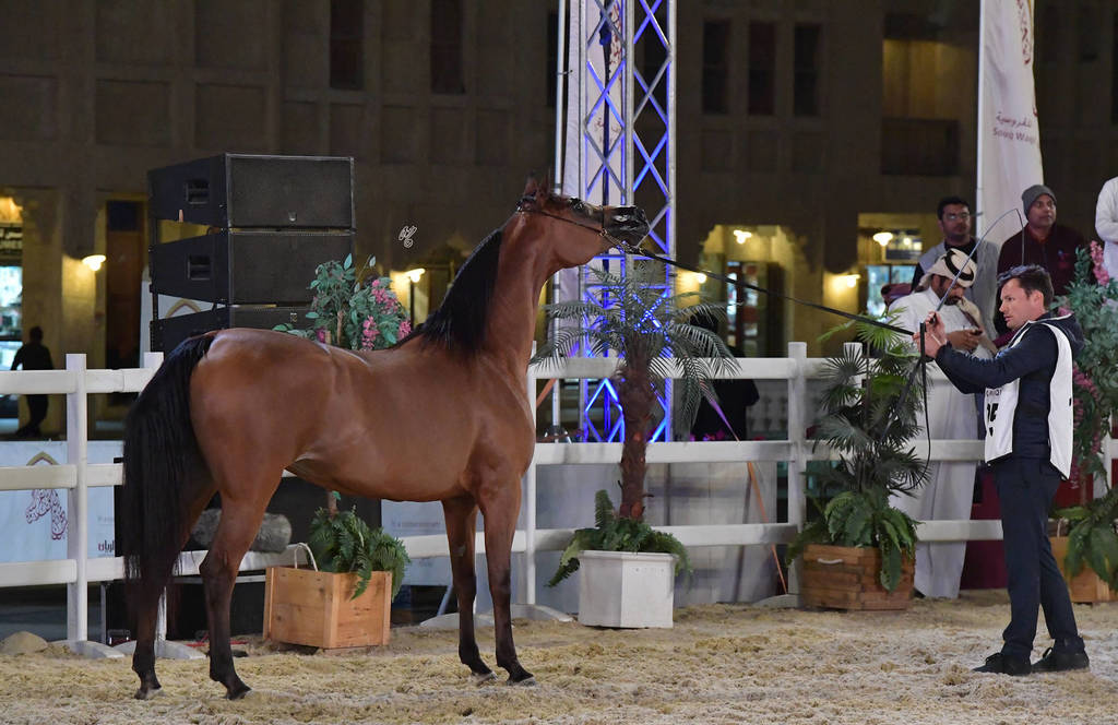 Batlah Alshahania: Mares 7-11 Years Old 