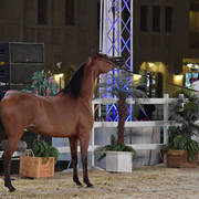Batlah Alshahania: Mares 7-11 Years Old 