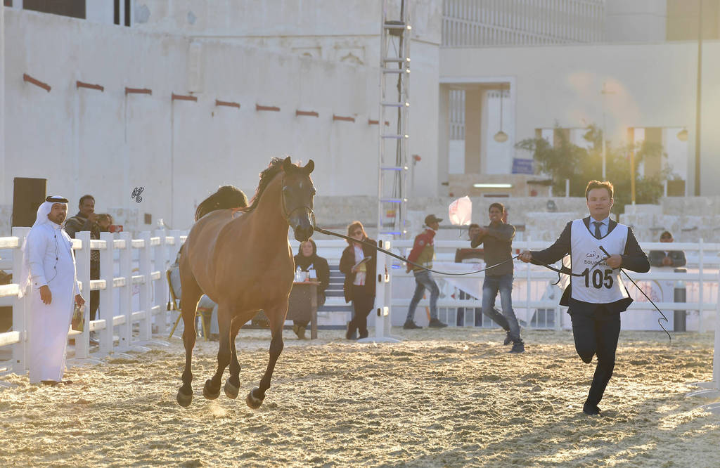 Batlah Alshahania: Mares 7-11 Years Old 