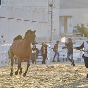 Batlah Alshahania: Mares 7-11 Years Old 