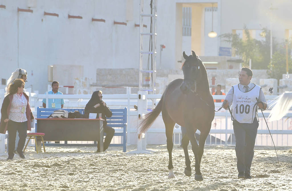 D Manaya: Mares 7-11 Years Old