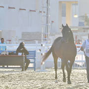 D Manaya: Mares 7-11 Years Old