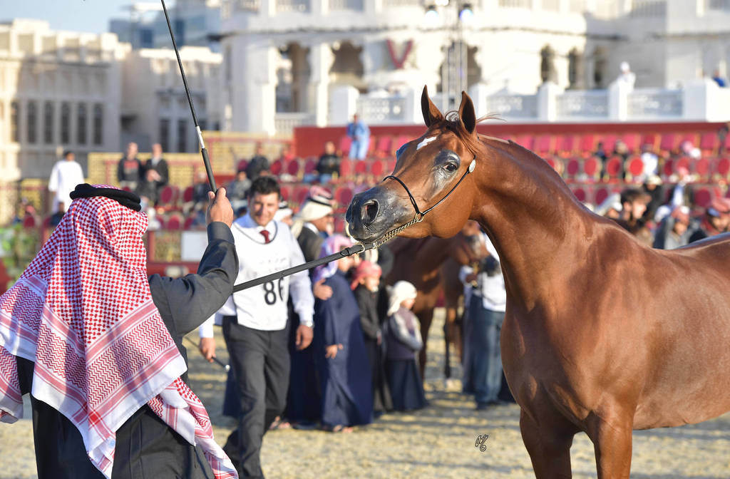 Farah Al Shaqab: Mares 7-11 Years Old 