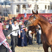Farah Al Shaqab: Mares 7-11 Years Old 