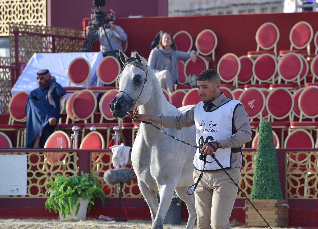 Miss Memphis: Mares 7-11 Years Old