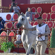 Miss Memphis: Mares 7-11 Years Old