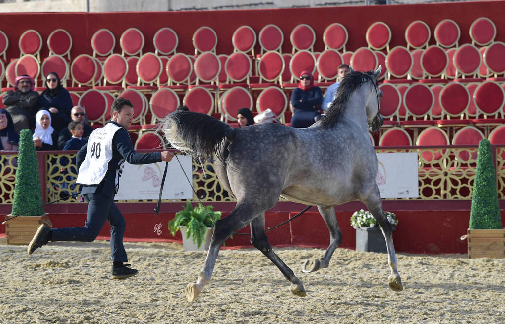 Serenity T: Mares 4-6 Years Old   