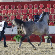 Serenity T: Mares 4-6 Years Old   