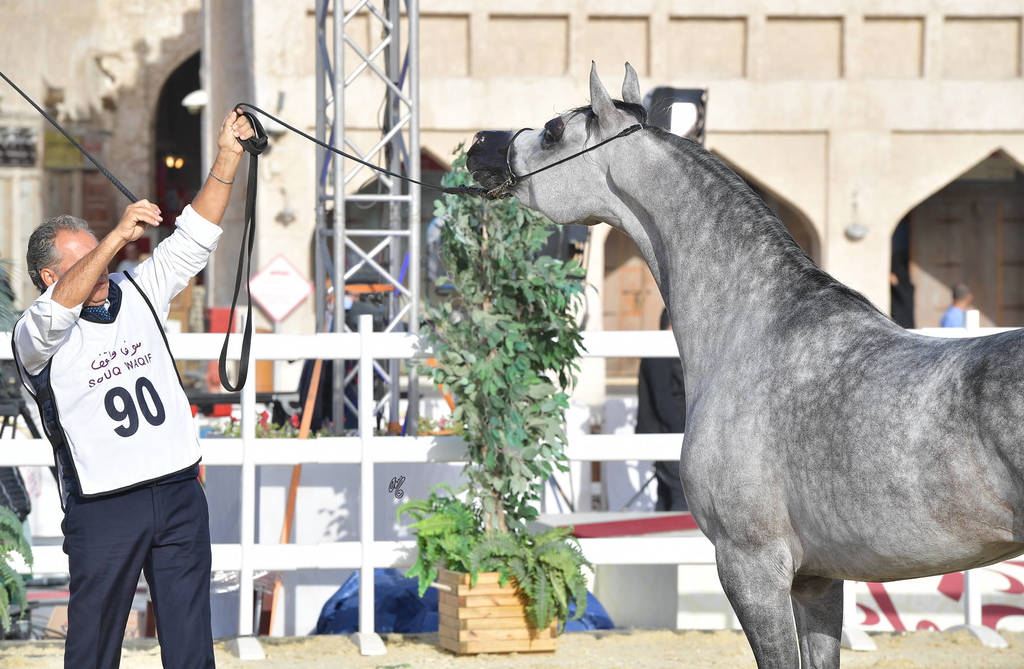 Serenity T: Mares 4-6 Years Old   