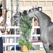 Serenity T: Mares 4-6 Years Old   