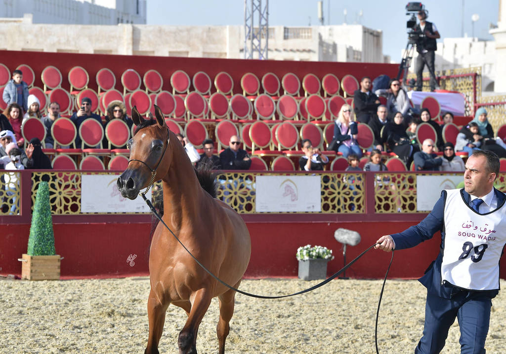Qamriya Al Shaqab: Mares 4-6 Years Old   