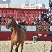 Qamriya Al Shaqab: Mares 4-6 Years Old   