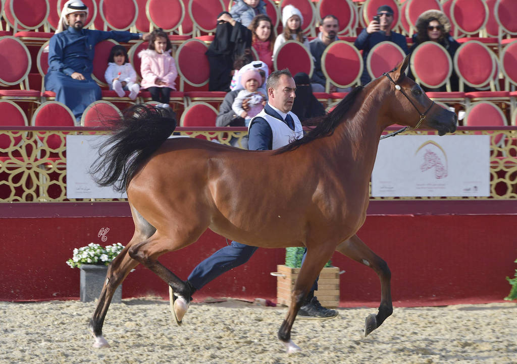 Qamriya Al Shaqab: Mares 4-6 Years Old   