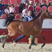 Qamriya Al Shaqab: Mares 4-6 Years Old   