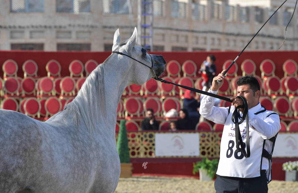 Rouhe Alshahania: Mares 4-6 Years Old   