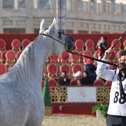 Rouhe Alshahania: Mares 4-6 Years Old   