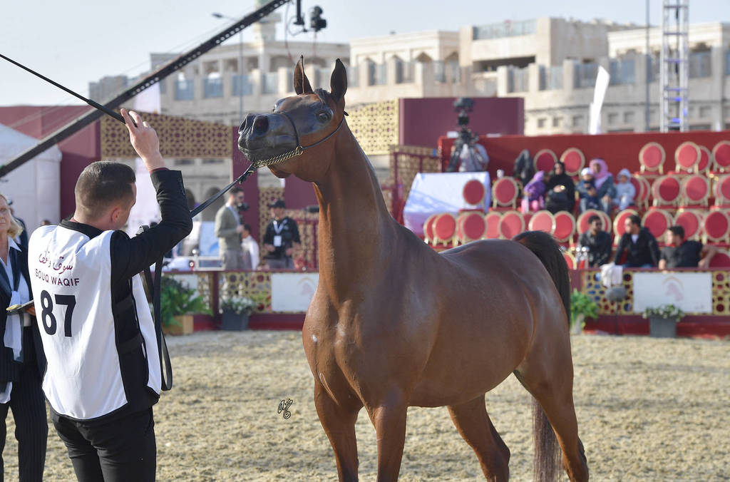 Melody J: Mares 4-6 Years Old   