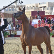 Melody J: Mares 4-6 Years Old   