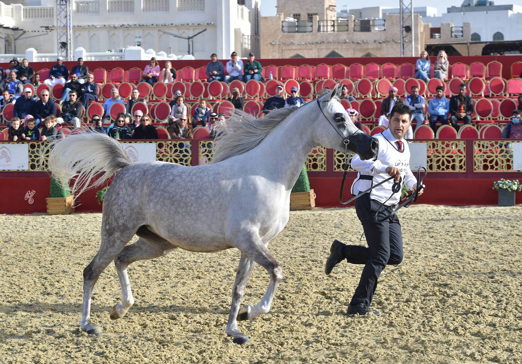 Benedetta: Mares 4-6 Years Old   