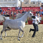 Benedetta: Mares 4-6 Years Old   