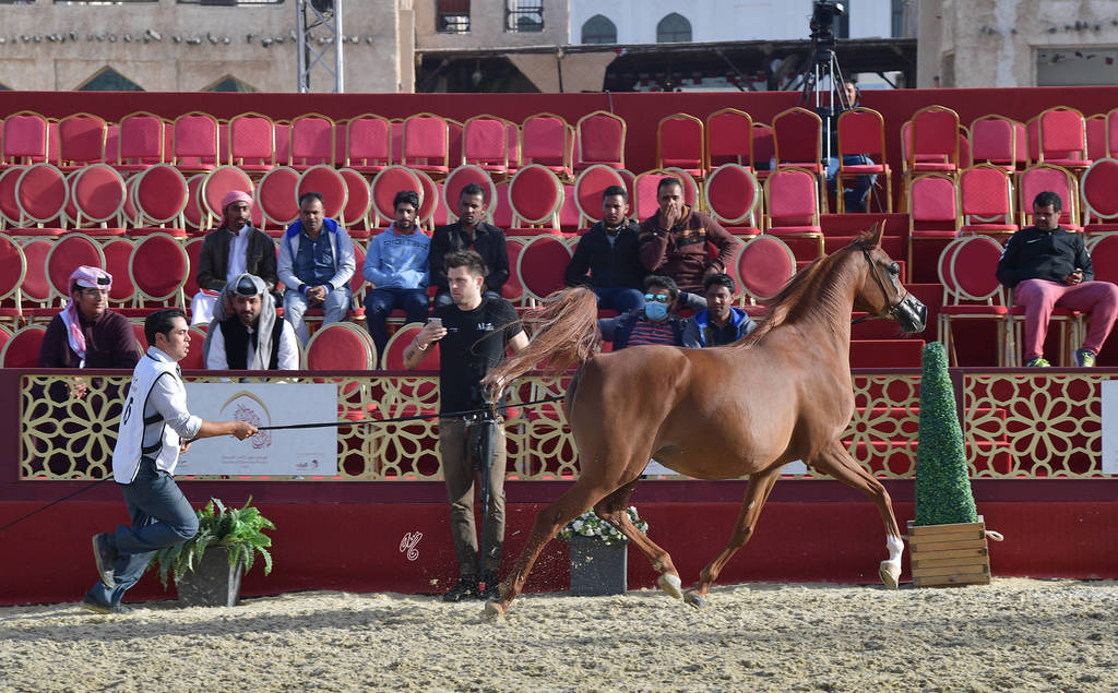 Rihab Al Shaqab: Mares 4-6 Years Old  
