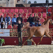 Rihab Al Shaqab: Mares 4-6 Years Old  