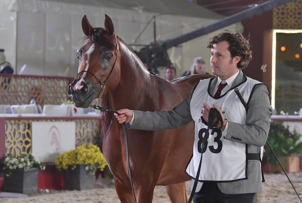 Madeeha Al Shaqab: Mares 4-6 Years Old  