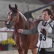 Madeeha Al Shaqab: Mares 4-6 Years Old  