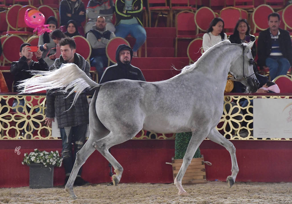 D Fedaa: Mares 4-6 Years Old 