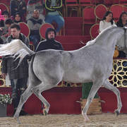 D Fedaa: Mares 4-6 Years Old 