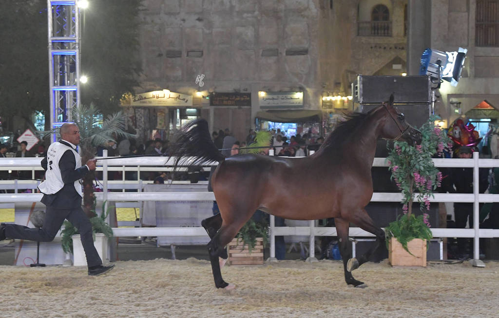 SH Julia: Mares 4-6 Years Old