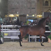 SH Julia: Mares 4-6 Years Old