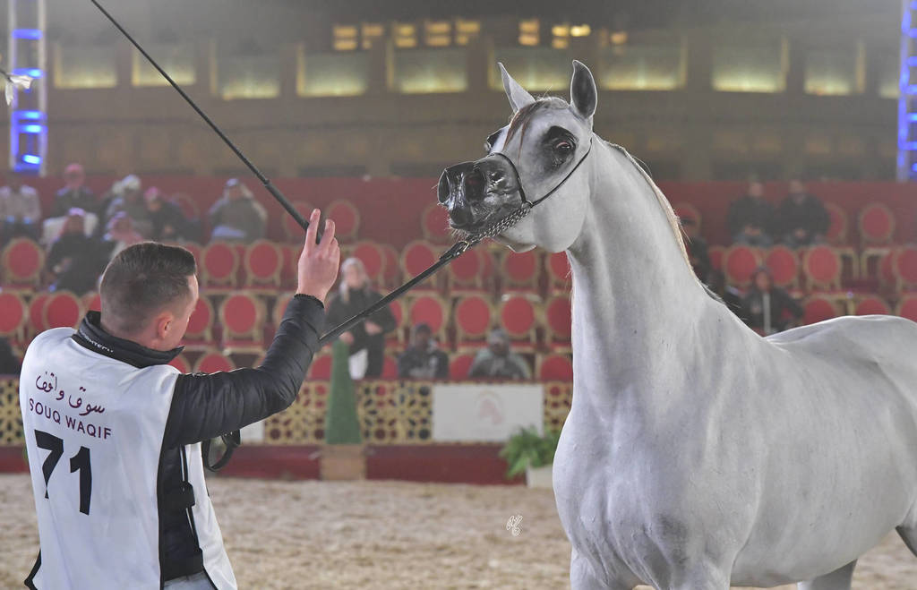 Fattam Al Nasser: Mares 4-6 Years Old