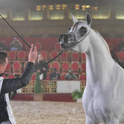 Fattam Al Nasser: Mares 4-6 Years Old