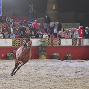 Maharaani: Fillies 3 Years Old