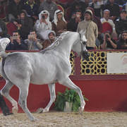 D Jaleel: Colts 3 Years Old   