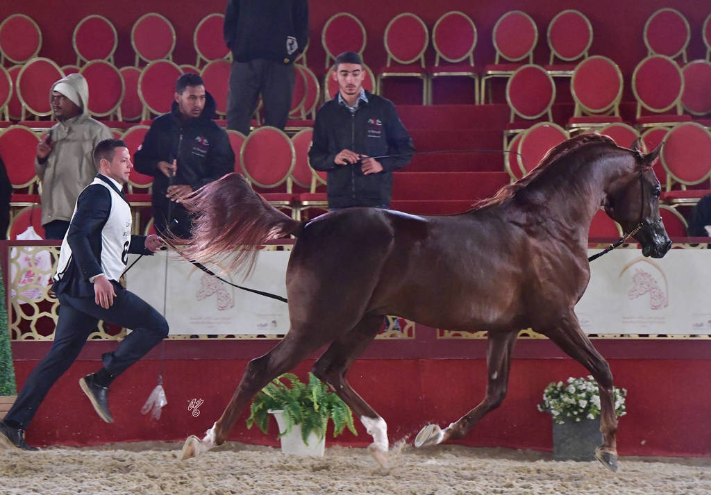 Talal Alshahania: Colts 3 Years Old   