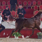 Talal Alshahania: Colts 3 Years Old   