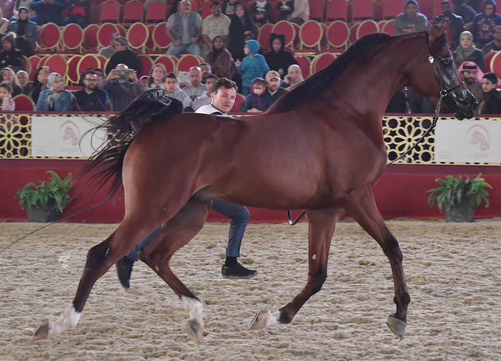 Ajmal Tho Al Janah: Colts 3 Years Old   