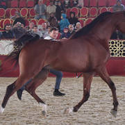 Ajmal Tho Al Janah: Colts 3 Years Old   