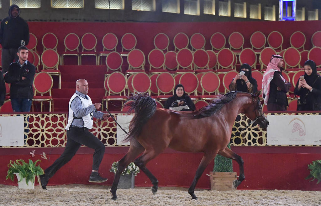 Diab: Colts 3 Years Old  