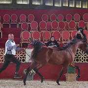 Diab: Colts 3 Years Old  