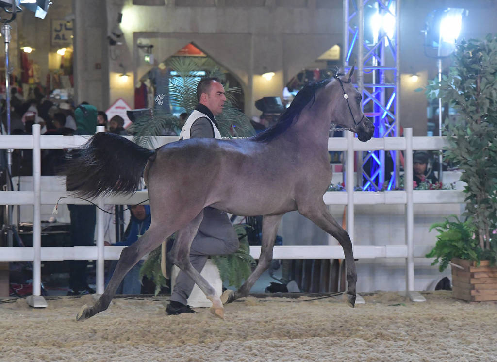 Al Abjer Al Shaqab: Colts 2 Years Old   