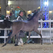 Al Abjer Al Shaqab: Colts 2 Years Old   