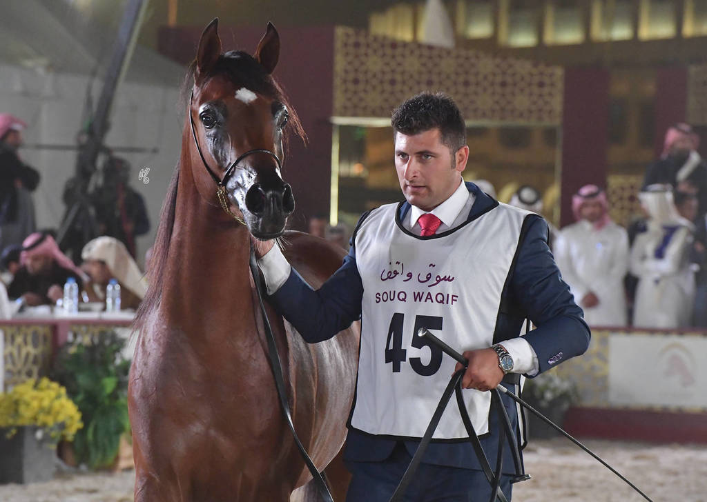 Batal Al Shahania: Colts 2 Years Old   