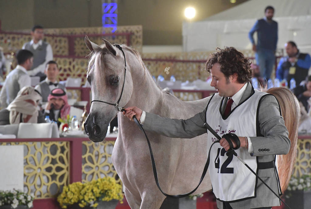 Faher Al Shaqab: Colts 2 Years Old 