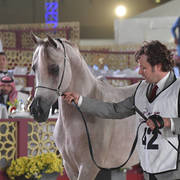 Faher Al Shaqab: Colts 2 Years Old 