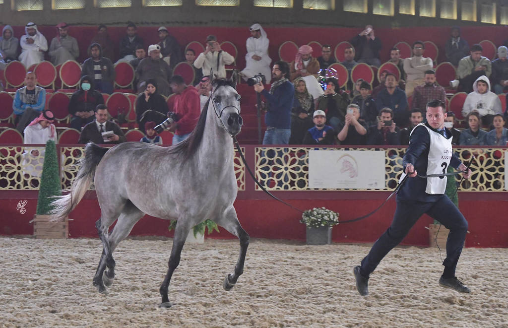 Evangaline KH: Fillies 3 Years Old 